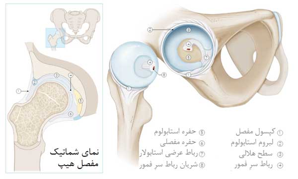 فیزیوتراپی مفصل هیپ
