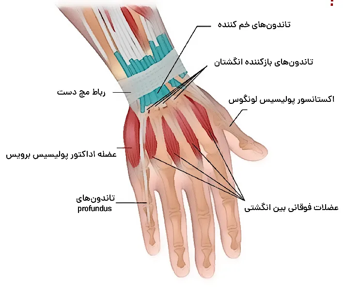 آناتومی تاندون دست